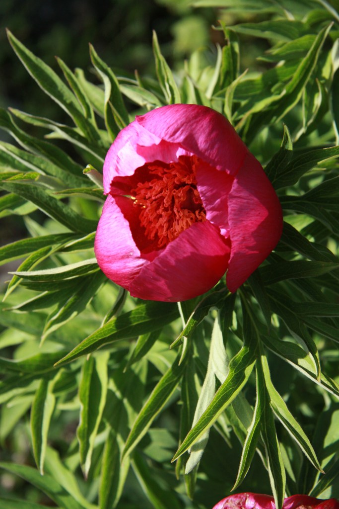 peony closeyp